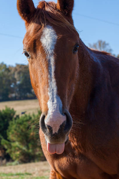 istock Horse on Farm 1357870535
