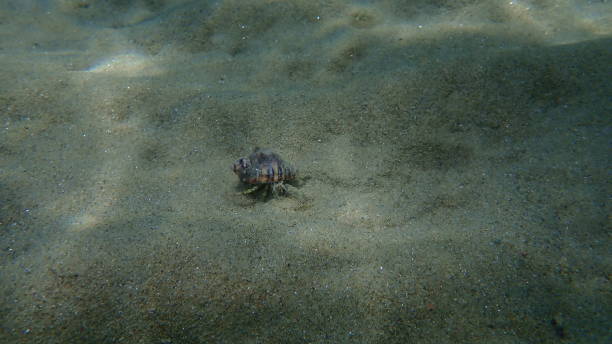 istock Hermit crab Anapagurus pusillus undersea, Aegean Sea, Greece 1357870554