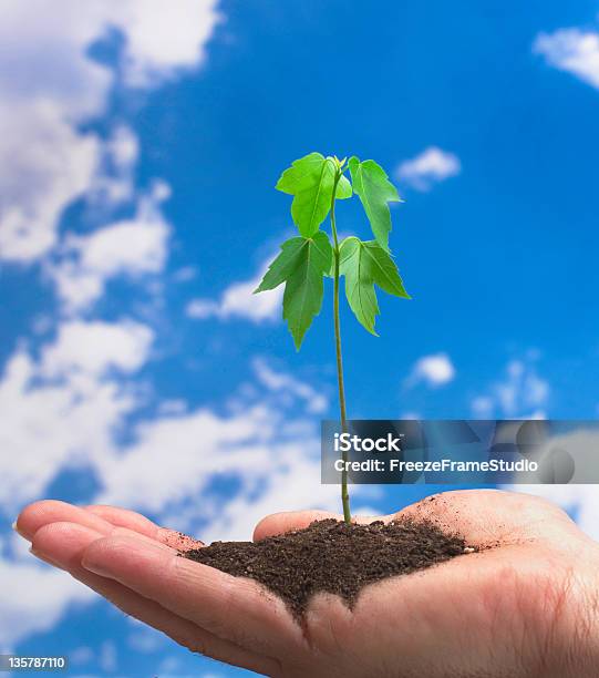 Foto de O Crescimento e mais fotos de stock de Adulto - Adulto, Agricultura, Botânica - Assunto