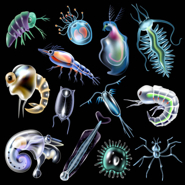 Plankton Set On Black Background Plankton colored luminescent icons set in cartoon style on black background isolated vector illustration rotifera stock illustrations