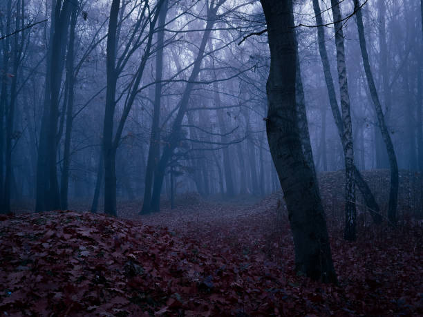 istock Scary dark forest in the fog 1357871856