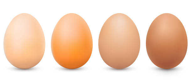 네 가지 톤 갈색 계란. 그림자가 있는 사실적인 치킨 브라운 계란 - white background brown animal egg ellipse stock illustrations