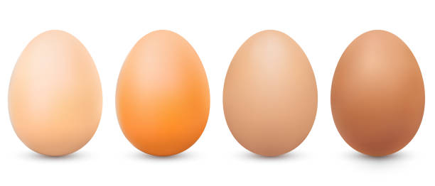 ilustrações de stock, clip art, desenhos animados e ícones de four different tone brown eggs. realistic chicken brown eggs with shadow - white background brown animal egg ellipse