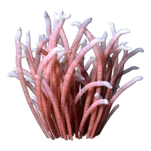 3D rendering of a sea anemone isolated on white background