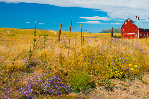 Wildflowers with Red Barn on a ranch outside Colorado Springs Colorado