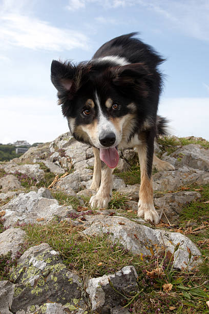 istock Border collie standing on clifftop 135787587