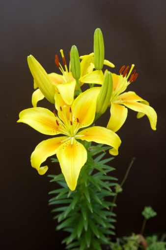 Bright  bloom of Asiatic lilies (Yellow county variety) with green foliage in summer garden.