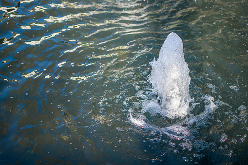 Portrait of a polar bear (Ursus maritimus) in the water in a zoo, splashing water