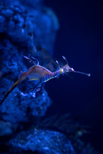 istock Sea Horse 1357876658