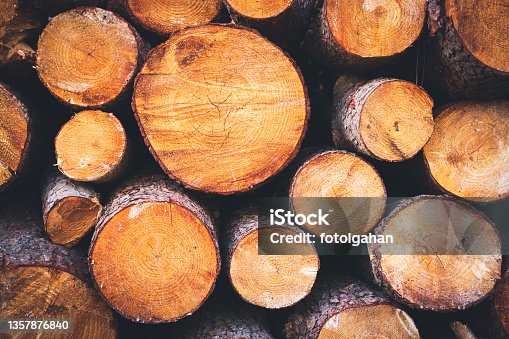istock Closeup of logs of trees in nature . A  lot of cutted logs stock photo 1357876840