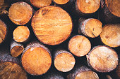 istock Closeup of logs of trees in nature . A  lot of cutted logs stock photo 1357876840