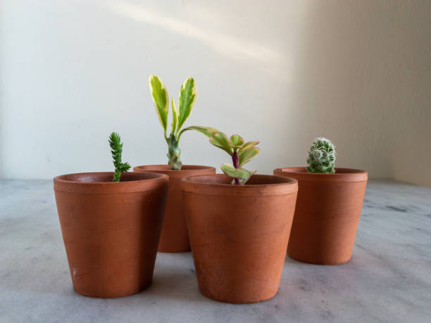 istock Miniature succulents and cactus plants 1357876897