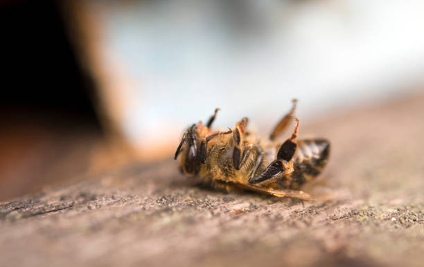 dead bee stock photo