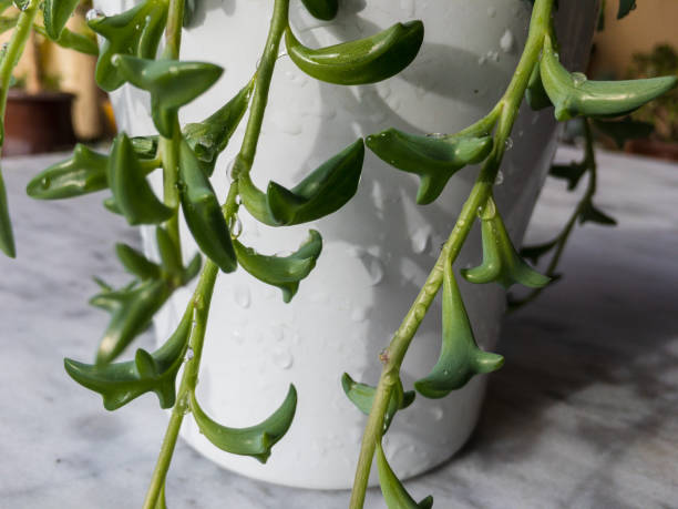 istock dolphin necklace succulents in a white pot 1357877659