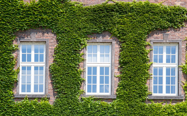 istock Overgrown green building 1357878980
