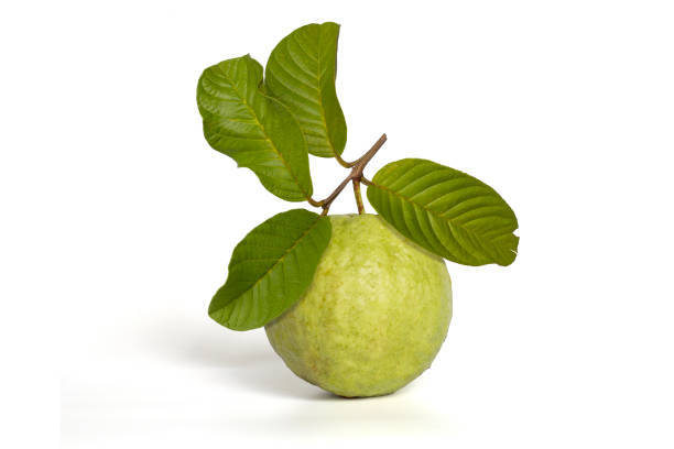 istock Fresh whole guava with leaf isolated on white background included clipping path. 1357879119