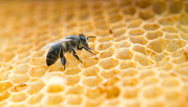 abeja trabajadora - honeyed fotografías e imágenes de stock