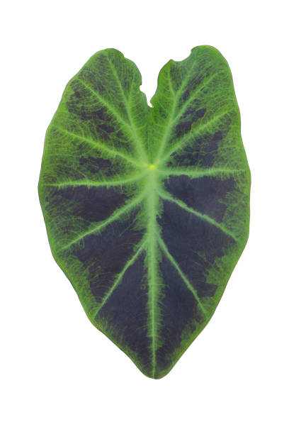 istock Colocasia Black Beauty leaf isolated on white background included clipping path. 1357879237