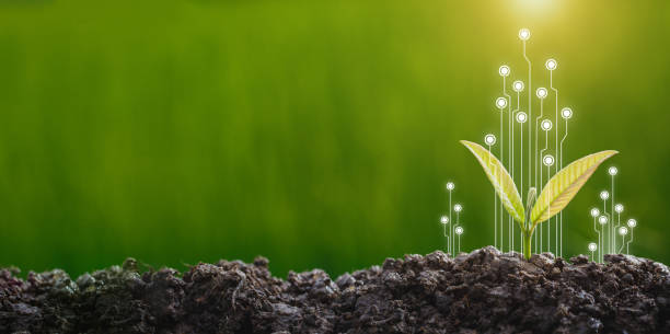 istock CSR concept and business planting 1357879822