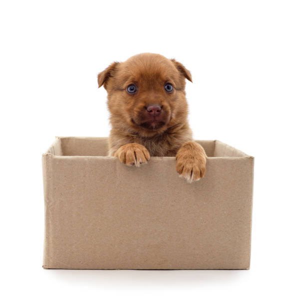 istock One little dog in the box. 1357880370