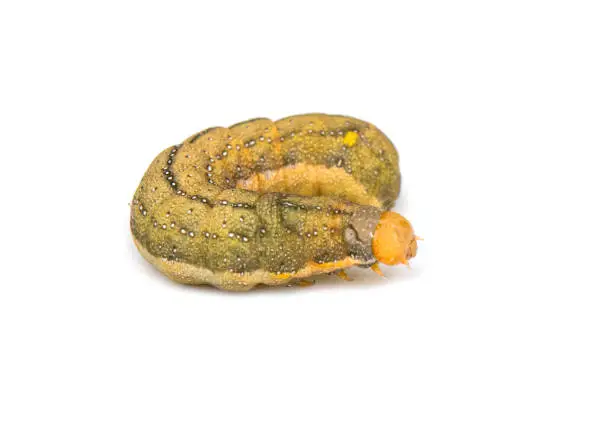 Photo of caterpillar