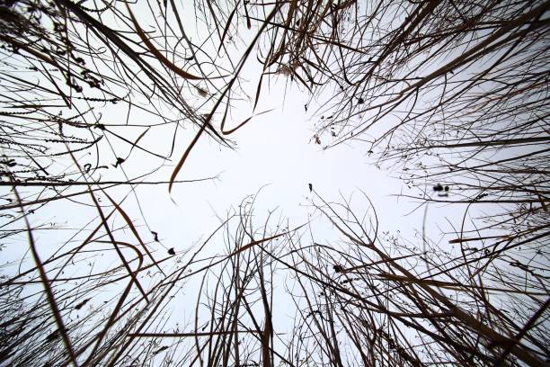 Conceptual wide angle upward shot in a thicket .