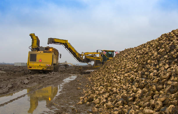 サトウキビの収穫 - beet sugar tractor field ストックフォトと画像