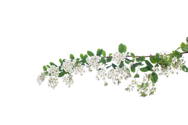 istock White spirea flowers isolated on a white background 1357881862