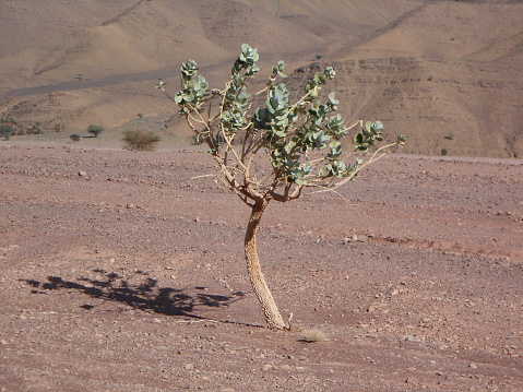 El árbol ntilo morocano photo