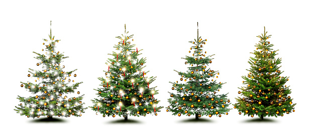 Beautiful Christmas trees exposed on white background