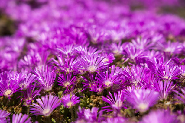 Blooming Stone plants with bright purple flowers in springtime in the west coast flower season