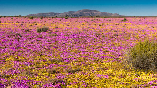 istock Large display of mixed wildflowers 1357884696