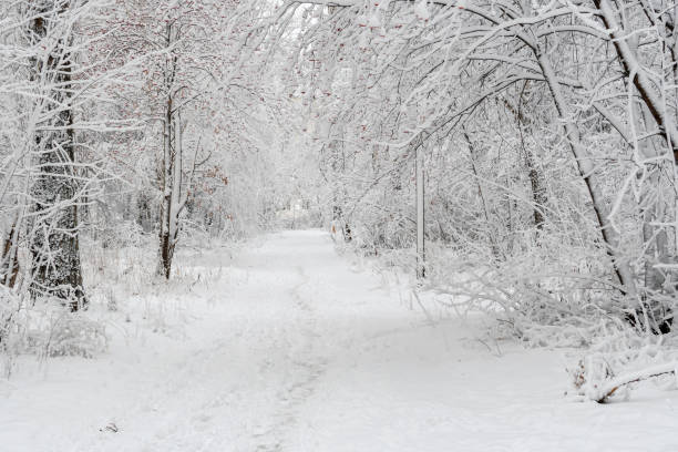 istock Winter forest landscape with footpath. Birches and spruces are covered with freshly fallen white fluffy snow. 1357884814