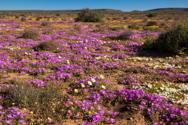 istock Large display of mixed wildflowers 1357884871