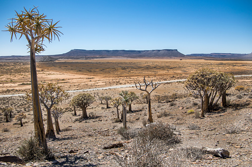 Quiver Tree forest (Aloidendron dichotomum) in the hot and dry Karoo desert with blue sky background