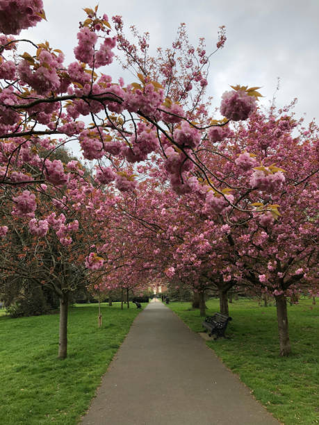 istock Cherry blossom in the park in London 1357886433