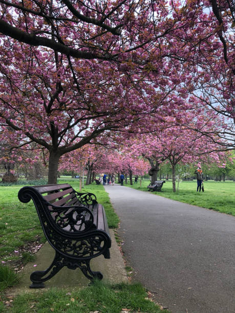 istock Cherry blossom in the park in London 1357886447