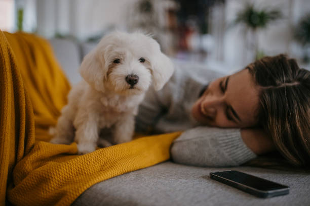 istock Woman playing her pet dog 1357886470