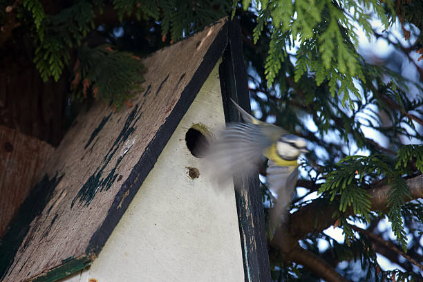 Creative wooden bird house background