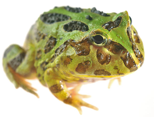 vista de macro do pacman rã - argentine horned frog imagens e fotografias de stock
