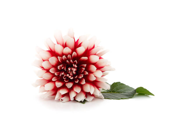 istock One pink dahlia with leaves. 1357889321
