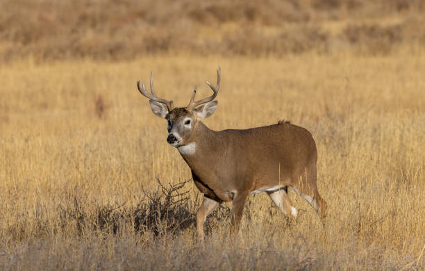 istock Buck Whitetail Deer in Colorado in Fall 1357890534