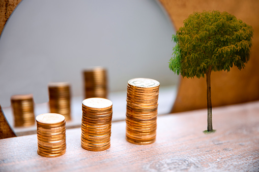 Golden Coins Increasing stacks with reflection in the mirror and growing  green tree. Green economy and sustainable business concept