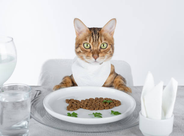 istock Funny cat at the laid table in a bib on a white background. 1357892107