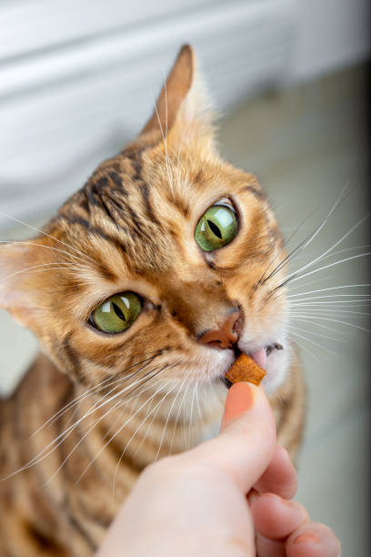 istock A hungry cat eats a treat from the owner's hands. Vertical shot. 1357892157