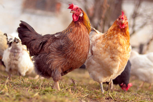istock Light brown hen on the farm 1357892284