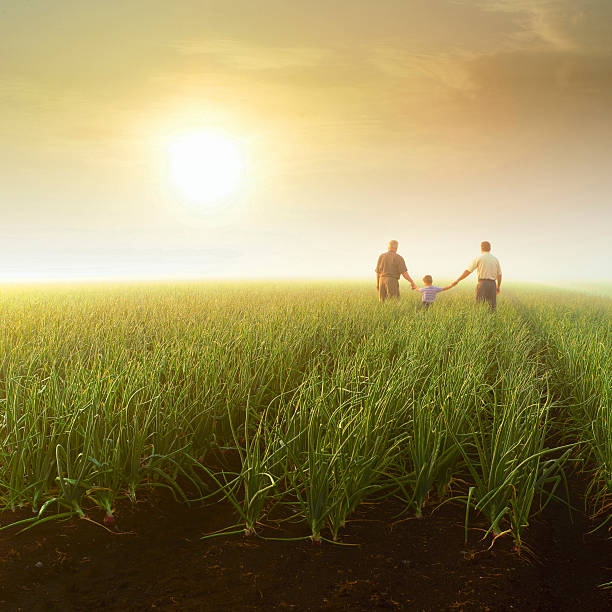 Three generations (grandfather, son, grandson) holding hands in farm field stock photo