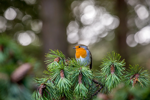 Robin perched in a pine tree in Northumberland