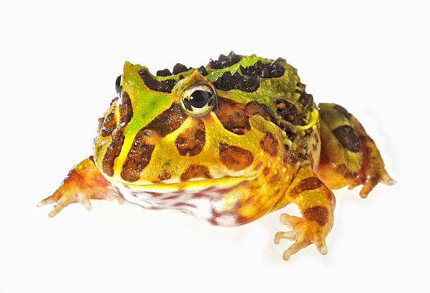 pacman rã em branco - argentine horned frog imagens e fotografias de stock
