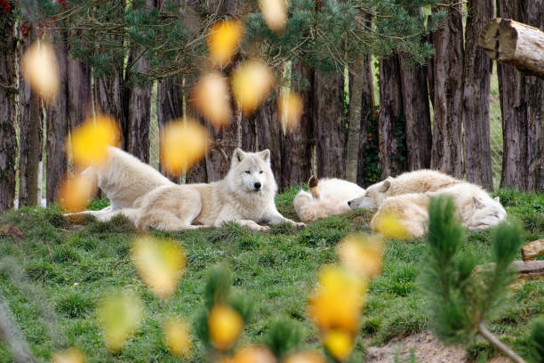 istock Wolf pack in a zoological park with beautiful bokeh balls with autumn leaves 1357896191